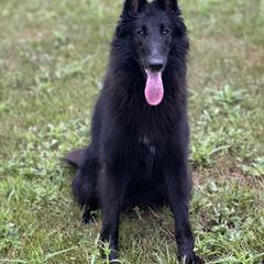Miz - Belgian Sheepdog