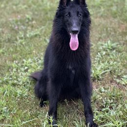 Miz - Belgian Sheepdog