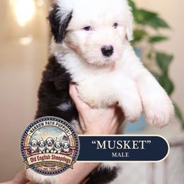 Musket - Gray and white male Old English Sheepdog puppy in Cleveland, Tennessee from Narrow Path Old English & Sheepadoodles