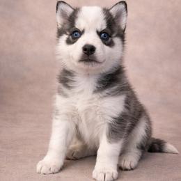 Amelia - Tri-color female Pomsky puppy in Amarillo, Texas from Pom Pom Pomskies