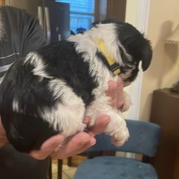 Miniature Schnauzer Puppies from Lovey Mini Schnauzers