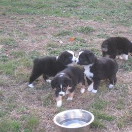 Miniature Australian Shepherd and Toy Australian Shepherd Puppies from Circle E Aussies