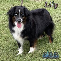 Lily - Miniature Australian Shepherd