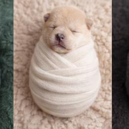 Shiro      (BOY 5) - Cream male Shiba Inu puppy in Denver, Colorado from Diamonds In The Ruff Boston Terriers