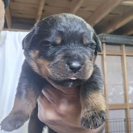 Chunkie - Black and mahogany female Rottweiler puppy in Salt Lake City, Utah from Snubnose Rottweilers LLC