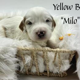Milo - Parti male Goldendoodle puppy in Travelers Rest, South Carolina from Bailey Mountain Doodles