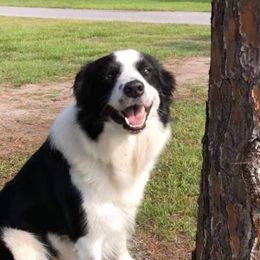 Border Collies from Sugar Hill Border Collies