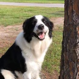 Border Collies from Sugar Hill Border Collies