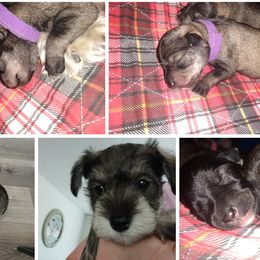 Daisy Mae - Miniature Schnauzer puppy in Chattaroy, Washington from Twisted Pines Mini Schnauzers