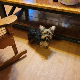 Brownie - Yorkshire Terrier