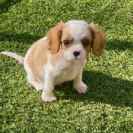 Bacon - Blenheim male Cavalier King Charles Spaniel puppy in Las Vegas, Nevada from Heaven Sent Cavaliers