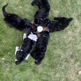 Portuguese Water Dog Puppies from Yellowstone Porties