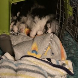 Pomeranian Puppies from Yates Pomeranians