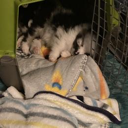 Pomeranian Puppies from Yates Pomeranians