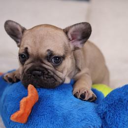 Bagel - Fawn and white male French Bulldog puppy in Madison, Alabama from Moss Bulldog's Home