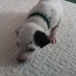 Dalmatian Puppies from Shelbys Pawsome Dalmatians