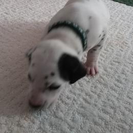 Dalmatian Puppies from Shelbys Pawsome Dalmatians