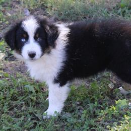 Cameron - Black tri-color male Australian Shepherd puppy in Kansas, Oklahoma from Windy G Farm