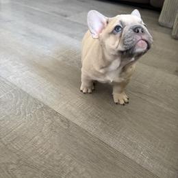 French Bulldog Puppies from Foster Lake Frenchies