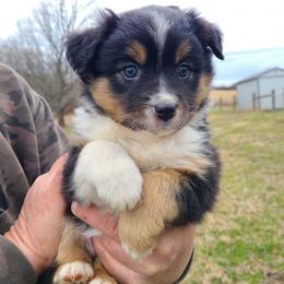 Doodle - Black tri female Miniature Australian Shepherd puppy in Laconia, Indiana from Beasley Acres Aussies