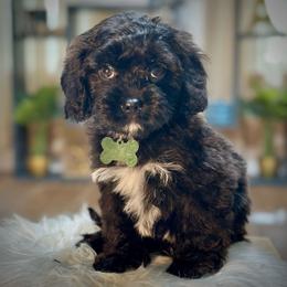 Brioche - Black male Cavapoo puppy in Palm Beach County, Florida from Benji’s Cockapoos