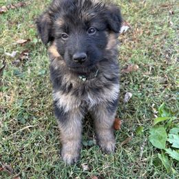 American Corgi and German Shepherd Puppies from Grace Ridge Shepherds and Corgis