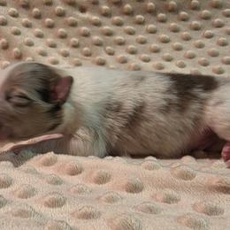 Blue - Blue merle white and tan male Shetland Sheepdog puppy in Wapello, Iowa from Willow Rayne shelties and more