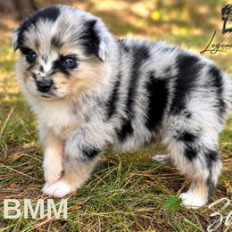 Zazu - Blue merle male Miniature American Shepherd puppy in Leitchfield, Kentucky from Legendmaker MAS