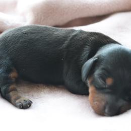 Girl 1 - Black and tan female Dachshund puppy in Afton, Oklahoma from C5 Doodles