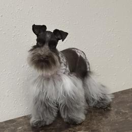 Kai - Parti male Miniature Schnauzer puppy in San Antonio, Texas from Texas Blessed Schnauzers