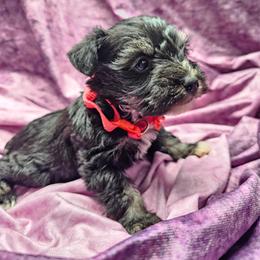 Peach - Salt and pepper female Miniature Schnauzer puppy in Sevierville, Tennessee from A&J Miniature Schnauzers