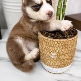 Pomsky Puppies from KY Pomsky Paws