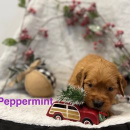 Peppermint - Golden female Golden Retriever puppy in Salt Lake City, Utah from Soaring golden retrievers