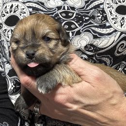 Female 2 - Red sable female Havanese puppy in Congerville, Illinois from Happy Go Lucky Havanese
