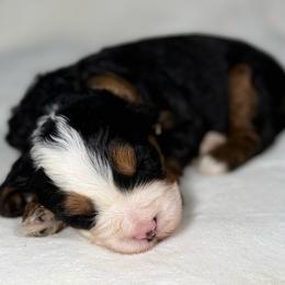 Mike- Tan collar boy - Tri-color male Bernedoodle puppy in Colorado Springs, Colorado from Mercy Mountain Bernedoodles