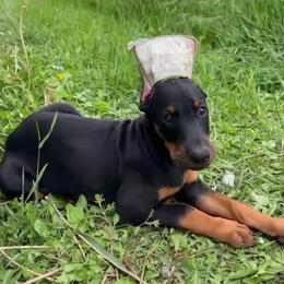 JuneBug Green Collar) - Black and rust female Doberman Pinscher puppy in Centralia, Missouri from TopSpots Farm