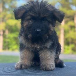 Male 2 - Black and red male German Shepherd puppy in Pickens, South Carolina from Von Maqqedah Haus German Shepherds