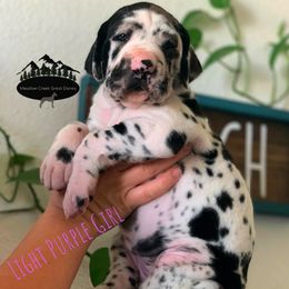 Great Dane Puppies from Meadow Creek Great Danes