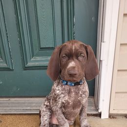 German Shorthaired Pointer Puppies from Wild E Ranch