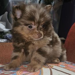 Hunnibunnies Zeus - Tri-colored male Pomeranian puppy in Cleveland, Ohio from Hunnibunnies