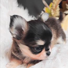 Thunder - Black sabled fawn male Chihuahua puppy in Wayland, Michigan from MI Chihuahua