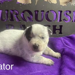 Gator - Blue speckled male Australian Cattle Dog puppy in Chiefland, Florida from Turquoise Ranch