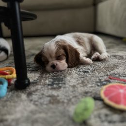 Cavalier King Charles Spaniel Puppies from CK Cavaliers