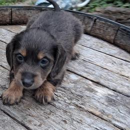 Jazzy blue - Gray (blue) and tan female Dachshund puppy in Dayton, Ohio from LUXEYPUPS