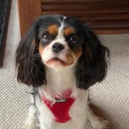Melody - Cavalier King Charles Spaniel