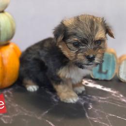 Boy 2 - Black and tan male Yorkshire Terrier puppy in Thornville, Ohio from My precious yorkies