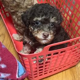 Blossom - Phantom female Poodle puppy in Winter Haven, Florida from Herdez’s Poodles