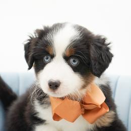 Mochi - Black tri female Miniature American Shepherd puppy in Elmwood Park, Illinois from Goldens&MiniAussiesWithFinesse