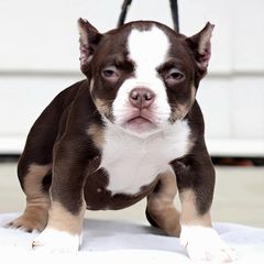 Shorty Bull Puppies from Exquisite Star Kennel