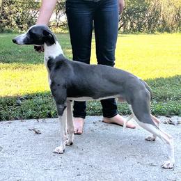 Sage - Whippet